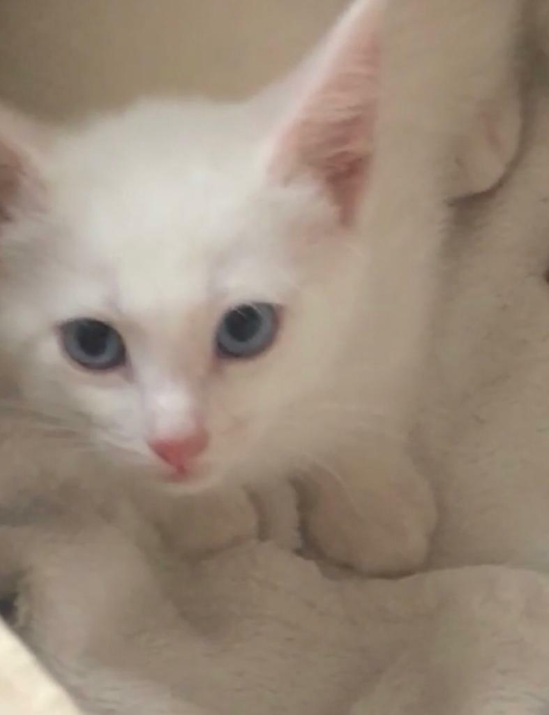 pure white kitten